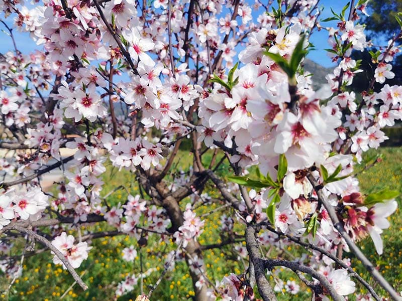 Jalon vallei bloesems