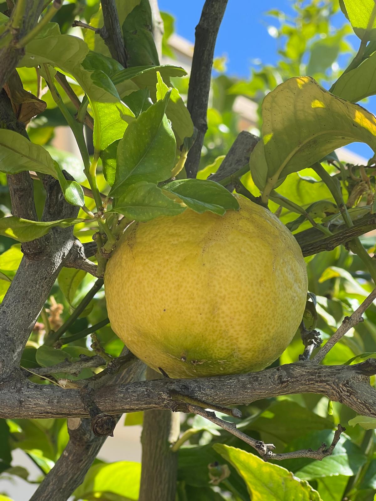 DP-02-ENJ-VI-00345-D-23