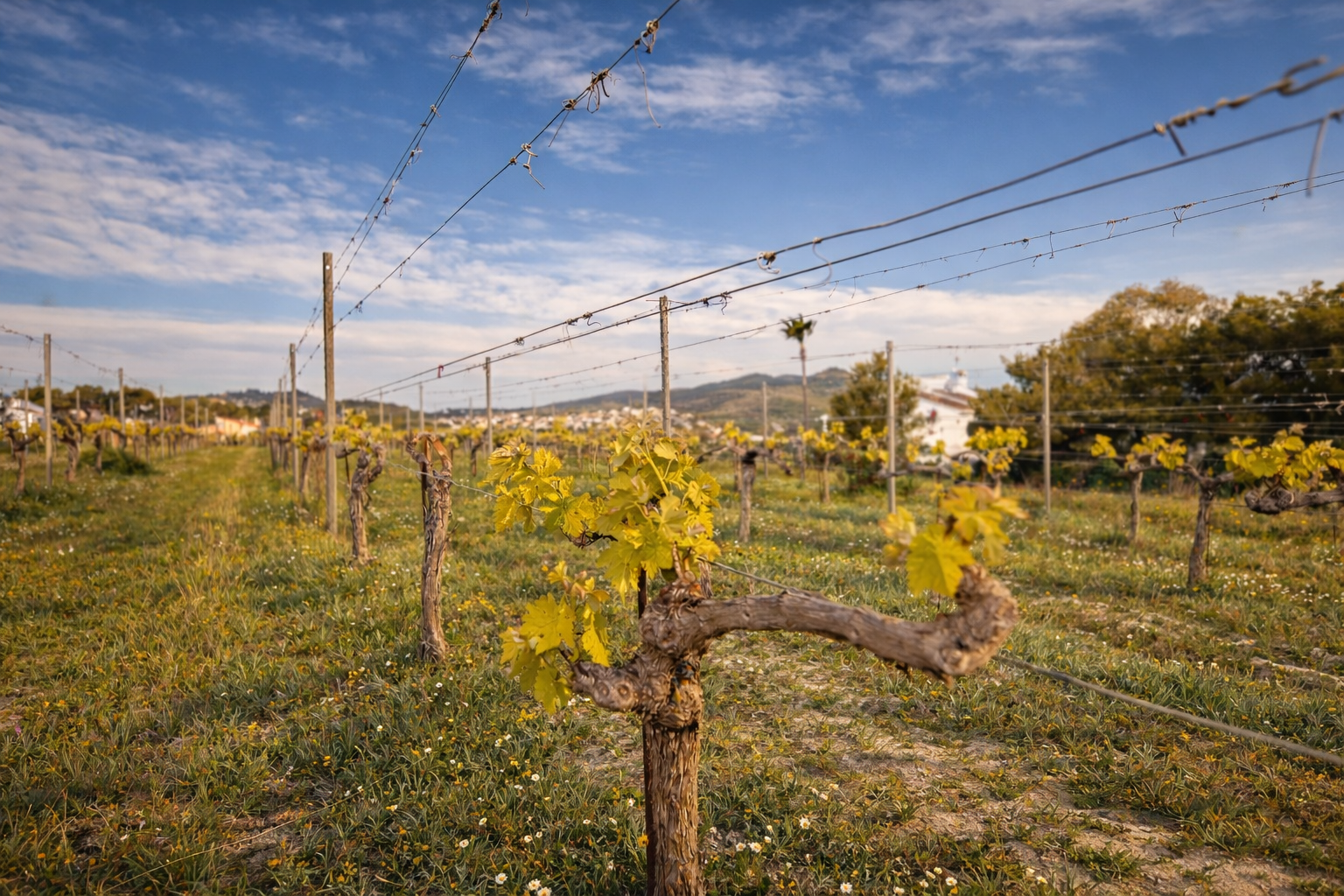 Exclusieve finca met wijngaard en gastenverblijf in Benitachell