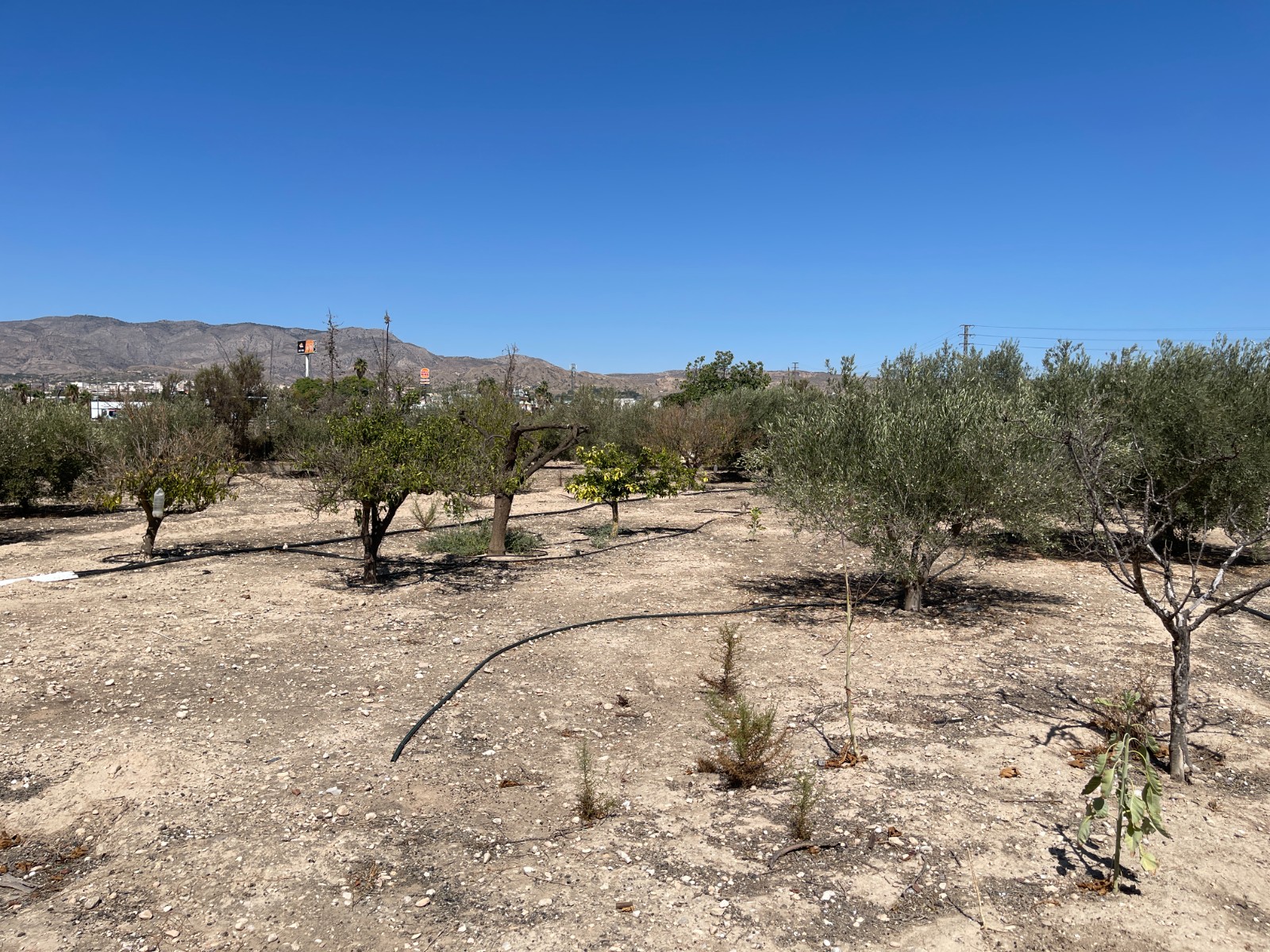 Villa te koop in Crevillente