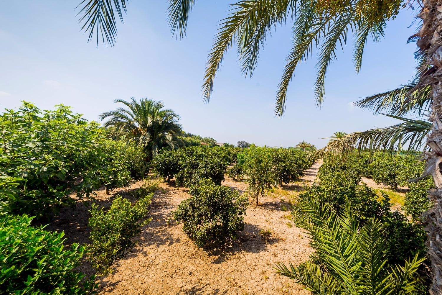 Finca te koop in Almoradí