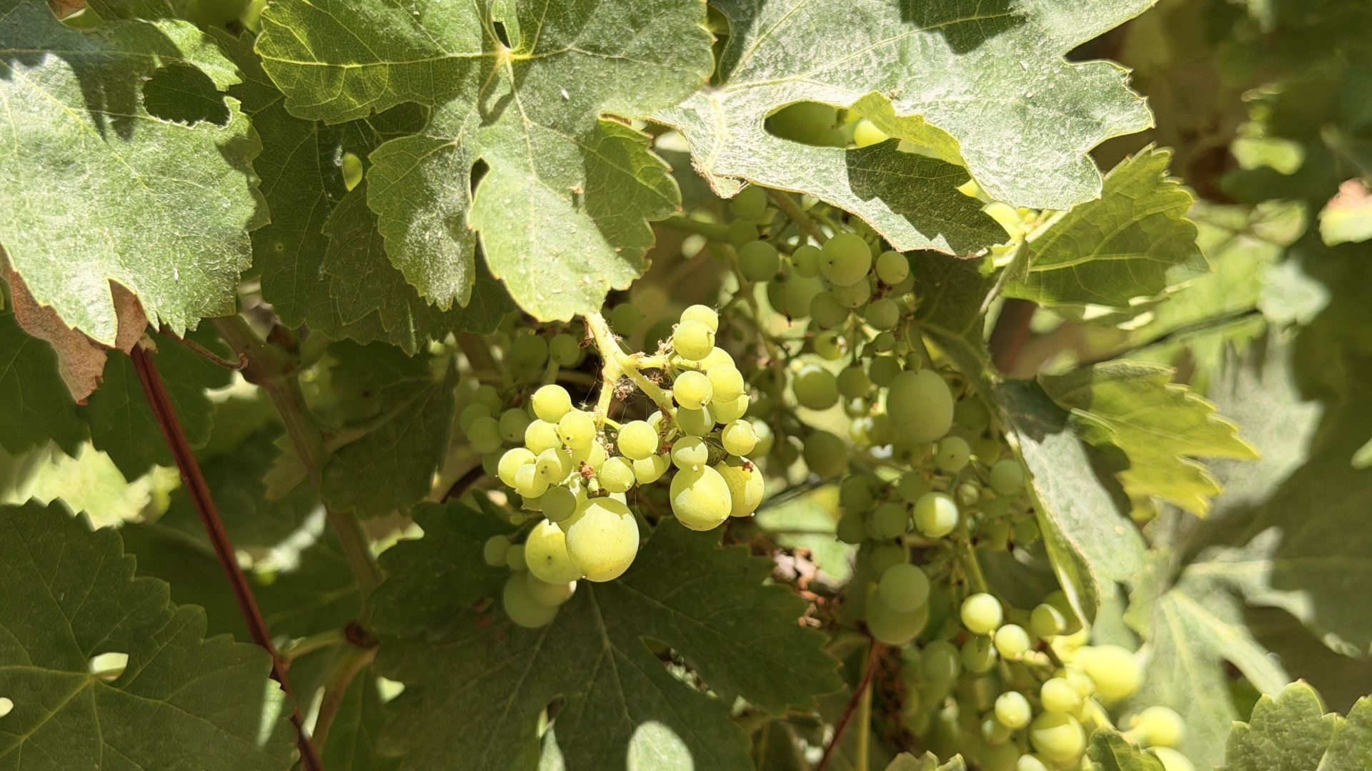Finca te koop in Alhaurín el Grande
